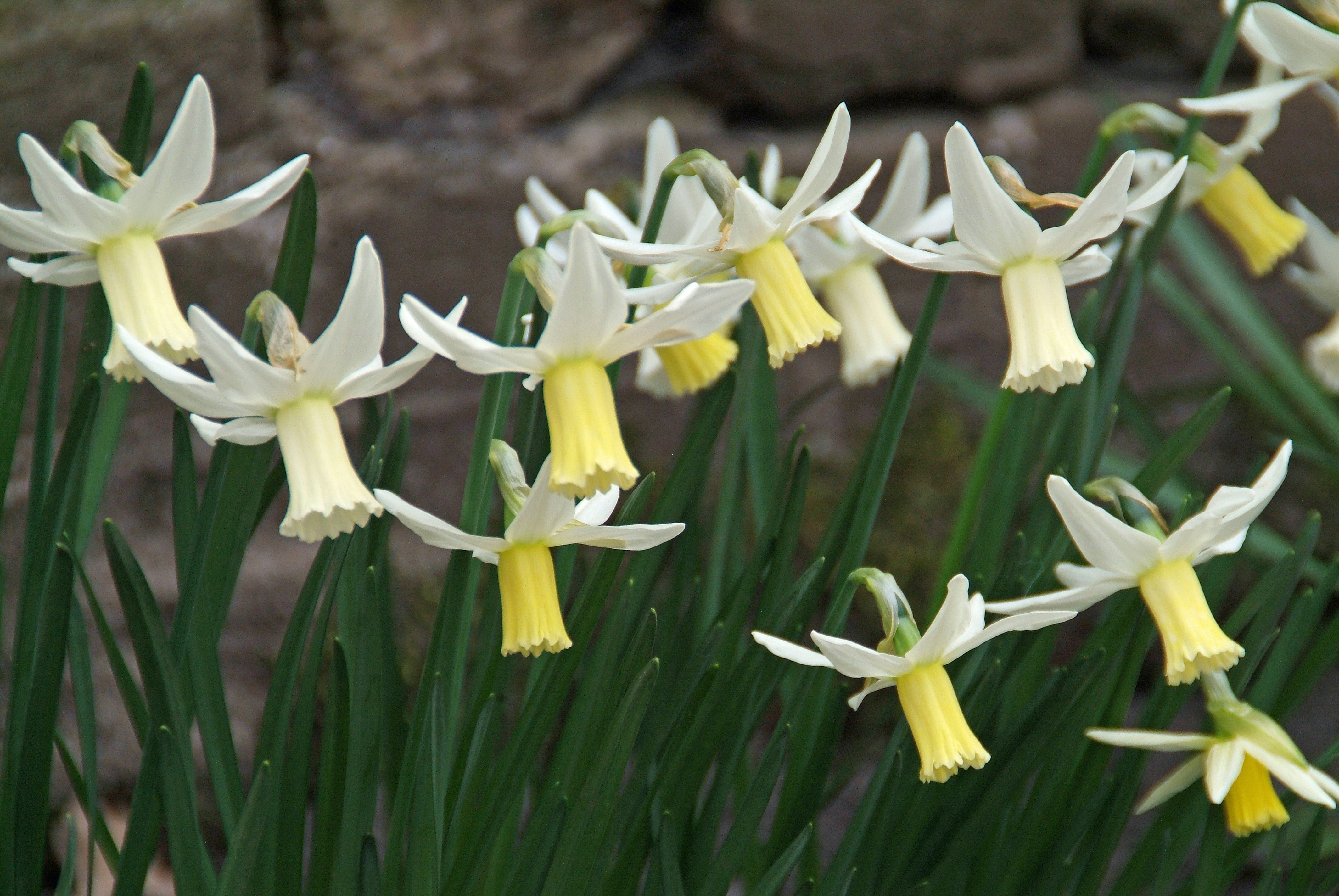 Narcissus 'Jenny' bestellen